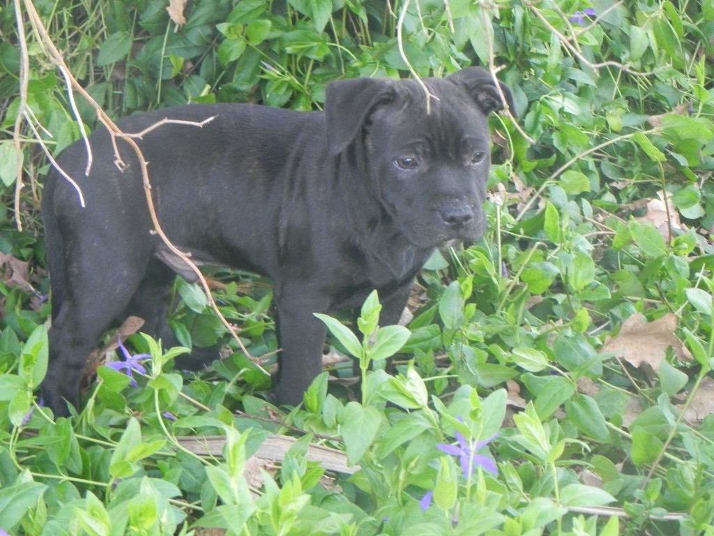 De L'Ero Vili - Chiots disponibles - Staffordshire Bull Terrier