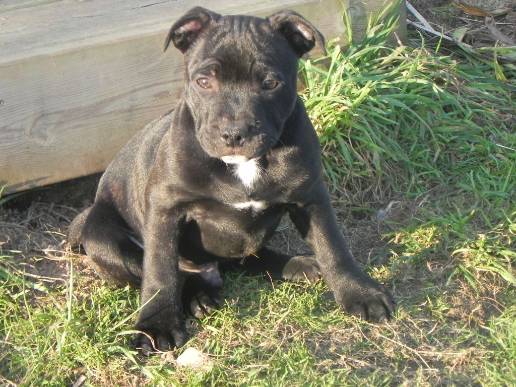 De L'Ero Vili - Chiots disponibles - Staffordshire Bull Terrier